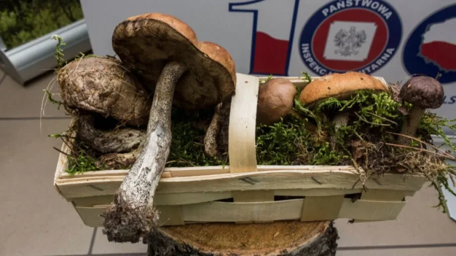 Otwarto wystawę grzybów w ostrowskim sanepidzie (zdjęcia)