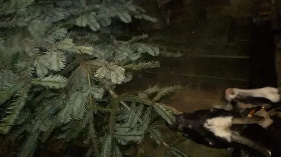 Kozy z Broku czekają na twoją choinkę
