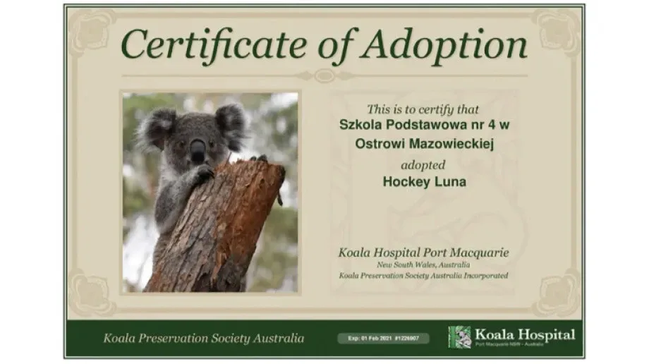 Uczniowie 'czwórki' adoptowali koalę
