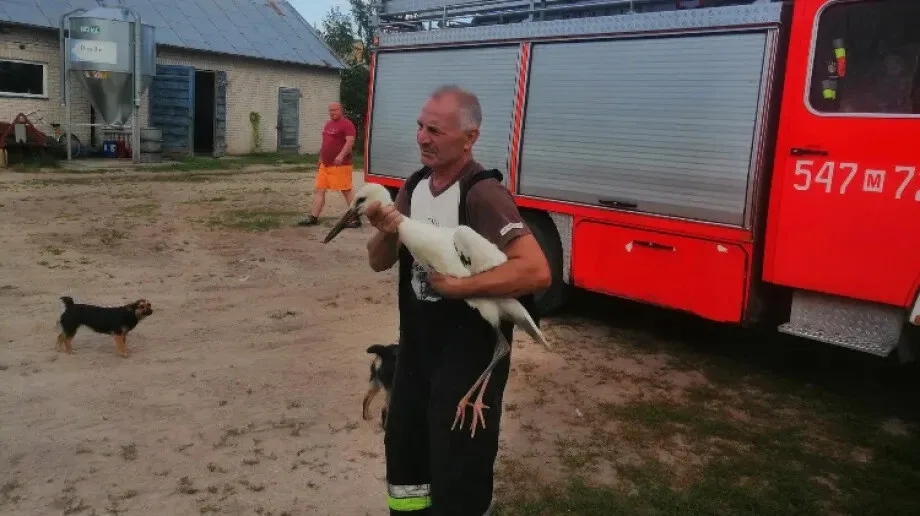 Strażacy z Andrzejewa uratowali bociana