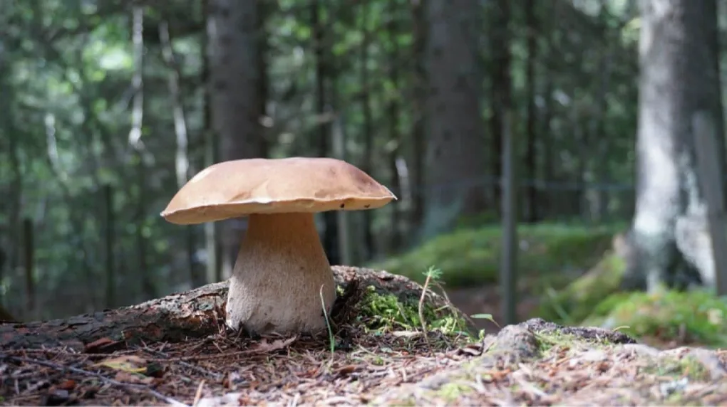 'Wielkie grzybobranie w obiektywie' - konkurs fotograficzny