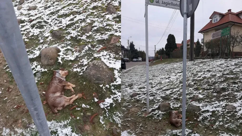 Lekcja po sprawie schroniska w Radysach nieodrobiona -------SZKIC-------