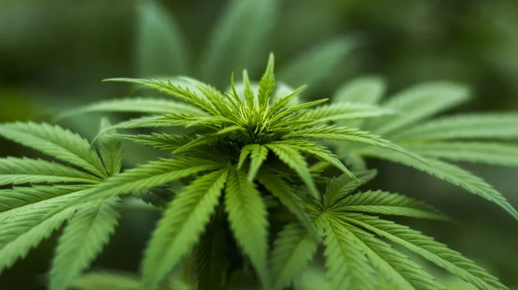 Marihuana znaleziona u 25-letniego mieszkańca powiatu ostrowskiego