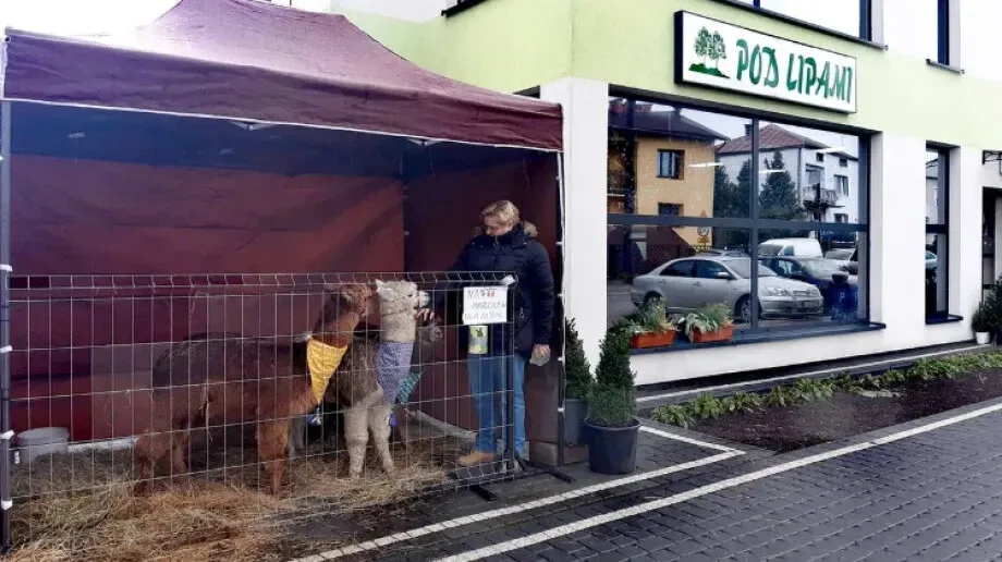 Spotkanie z alpakami w Święto Trzech Króli