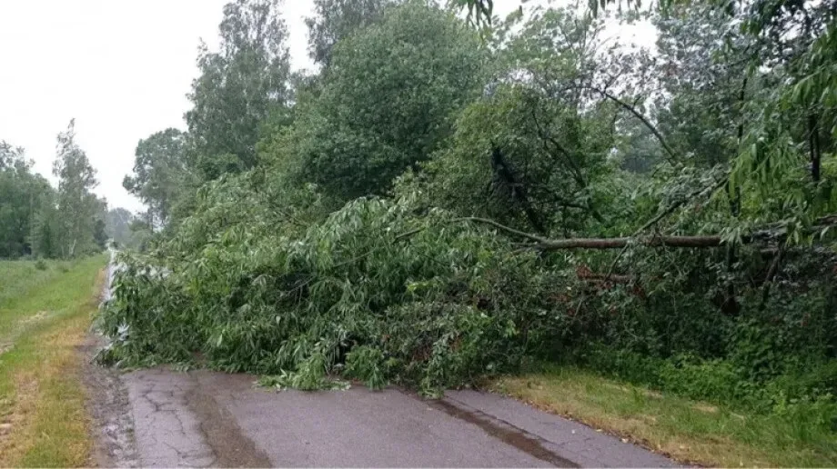 Powalone drzewo uniemożliwiało przejazd przez Nową Ruskołękę