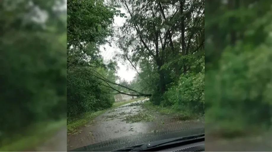 Powalone drzewo w Grądach. Interweniowali strażacy