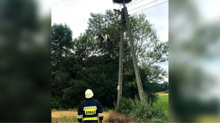 Strażacy interweniowali do bociana wiszącego na linii energetycznej