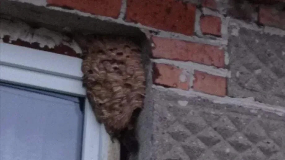 Strażacy interweniowali przy gnieździe szerszeni