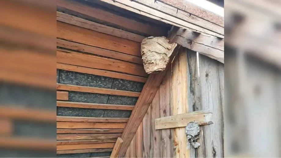 Interwencje OSP Stary Lubotyń dotyczące gniazd szerszeni