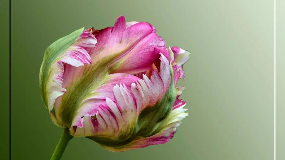 Wiosenne kwiaty czyli najpiękniejsze tulipany