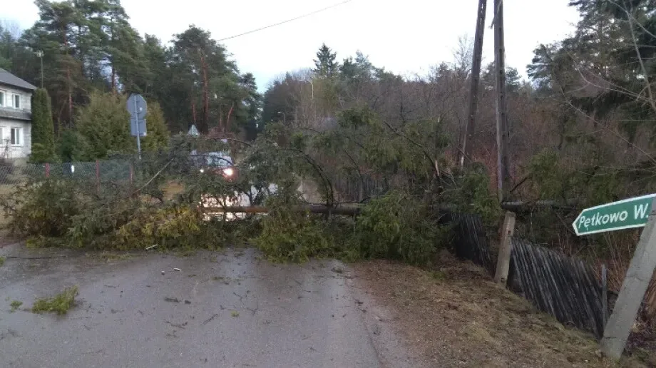 Kolejna interwencja strażaków dotycząca powalonego drzewa