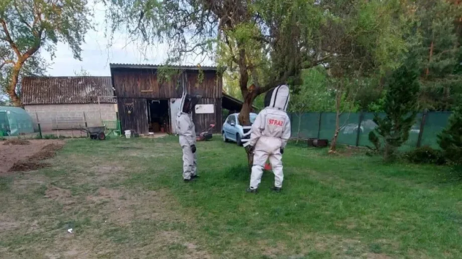 Strażacy interweniowali przy gnieździe szerszeni