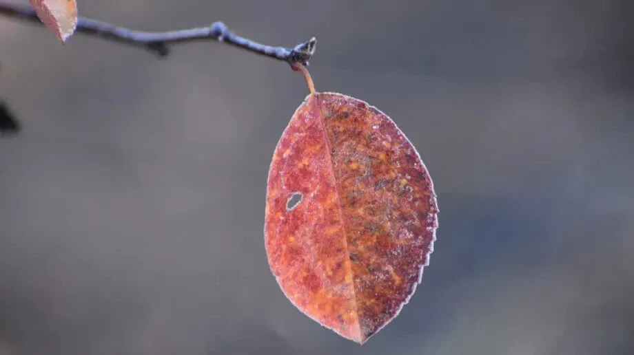  Przymrozki - ostrzeżenie meteorologiczne dla powiatu ostrowskiego 