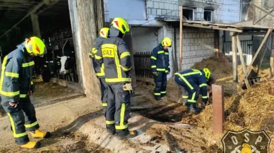 Dwie jałówki wpadły do szamba. Interweniowała straż pożarna