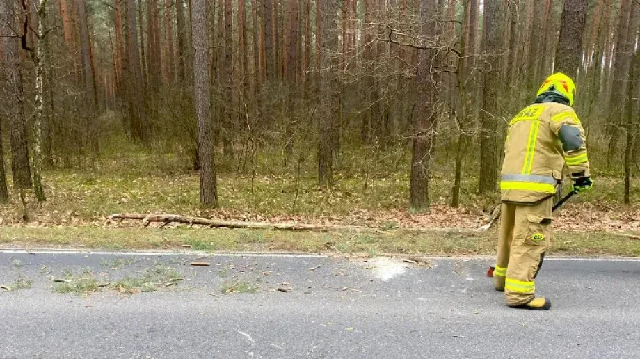 Strażacy zostali zadysponowani do powalonego drzewa