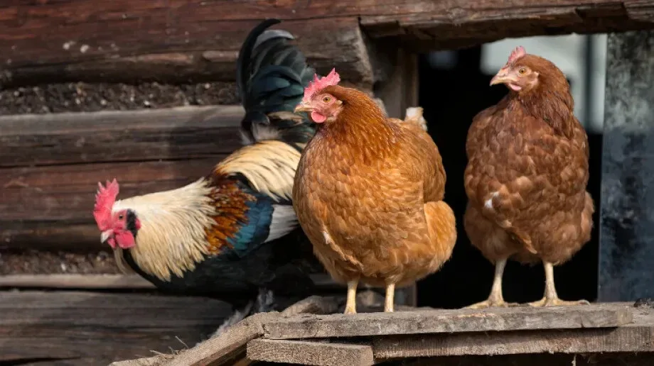 Zjadliwa grypa ptaków zapanowała w województwie mazowieckim!