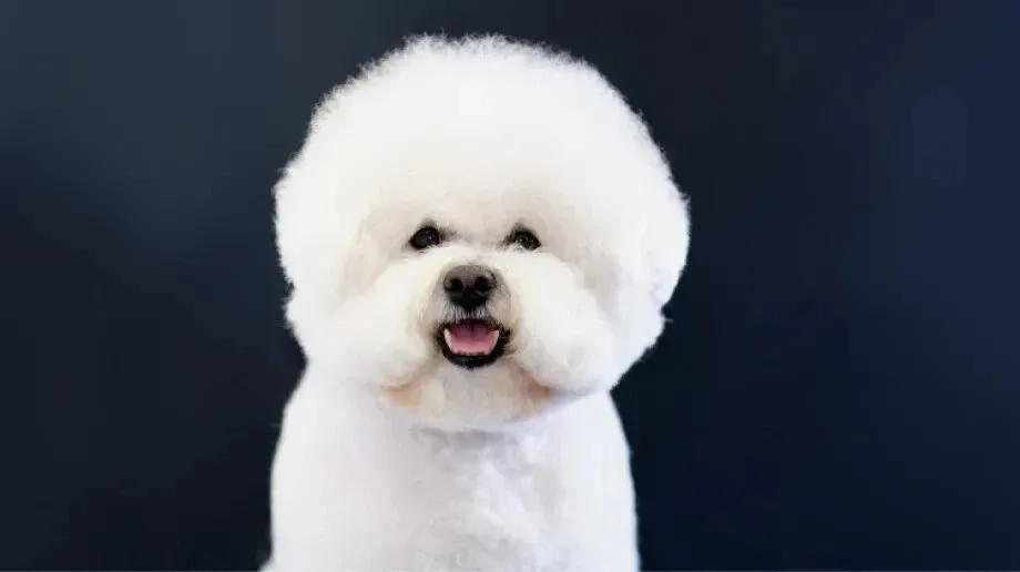 Co warto wiedzieć o Bichon Frise?