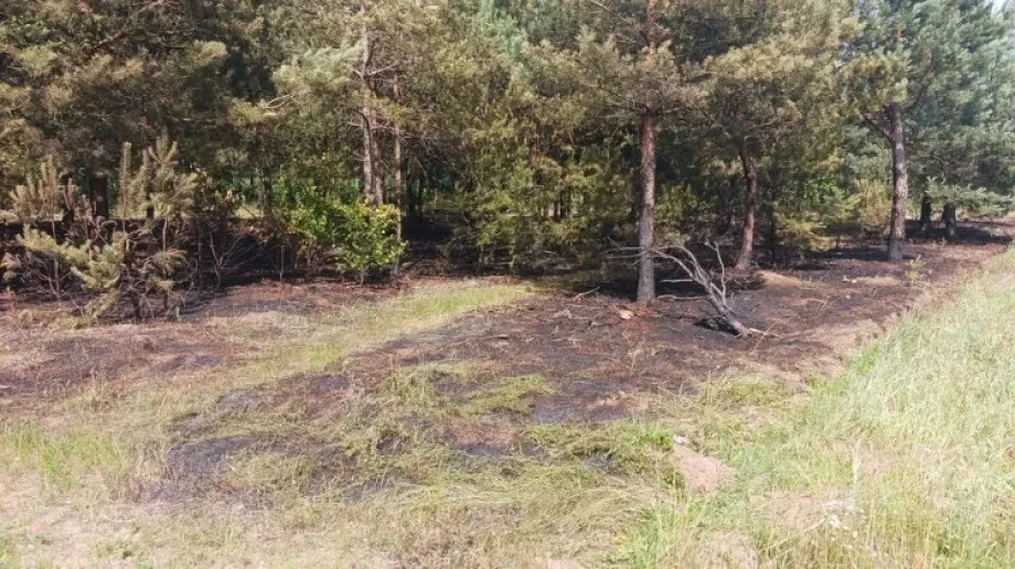 Pożar lasu w w miejscowości Pałapus (zdjęcia)