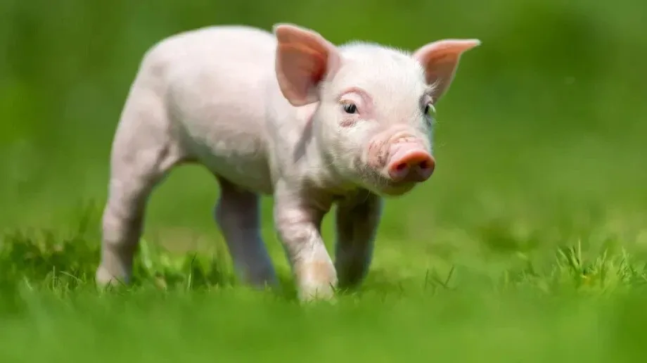 Nie kupuj świń z niewiadomego źródła! Zapobiegaj wirusowi ASF