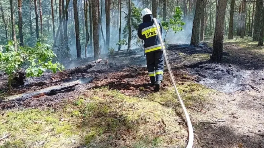 Pożar poszycia leśnego w Grądach