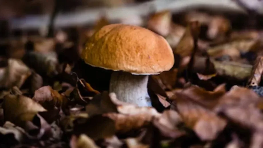 Zasady bezpiecznej konsumpcji grzybów