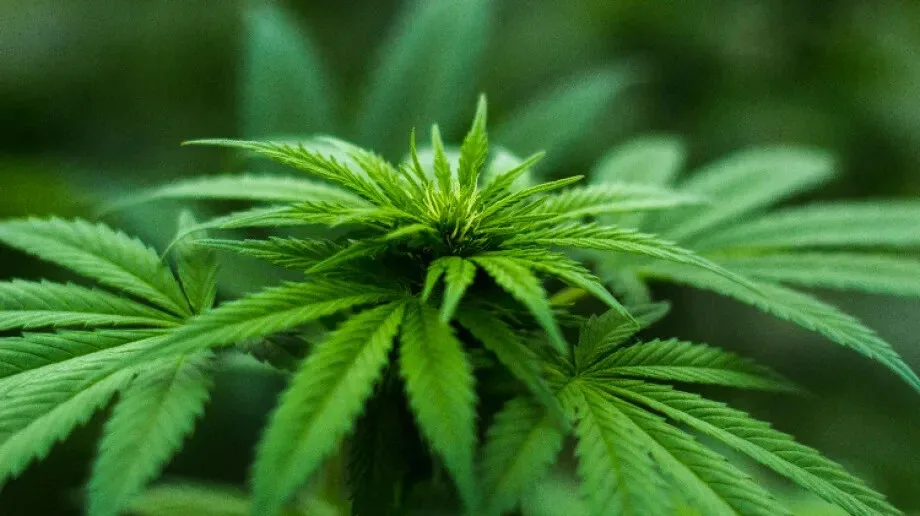 Historia marki Royal Queen Seeds
