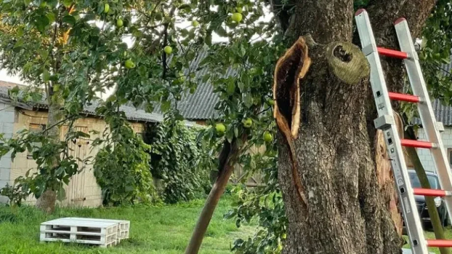 Szerszenie w Świerżach. Strażacy na miejscu