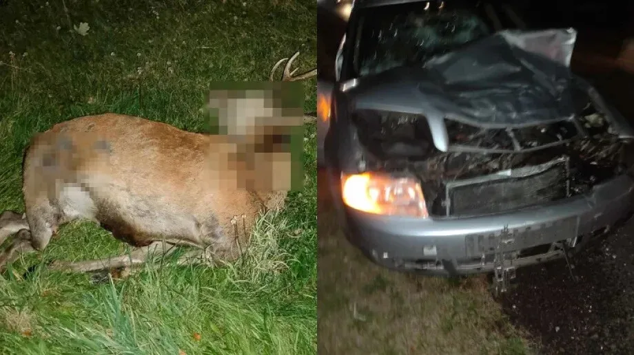 Jeleń na drodze! Kierowca audi uniknął tragedii (zdjęcia)
