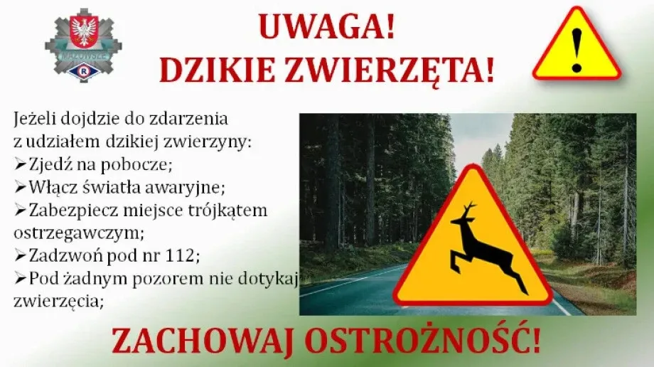 Zwierzęta dzikie na drogach - zagrożenie dla kierowców