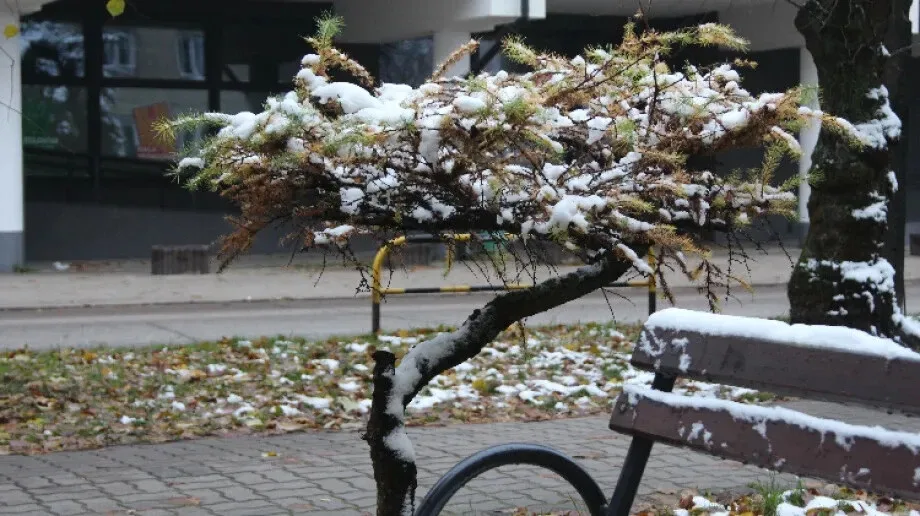 Ostatnia tegoroczna Ostrowska Zagadka - gdzie jest to drzewko? /NA WEEKEND