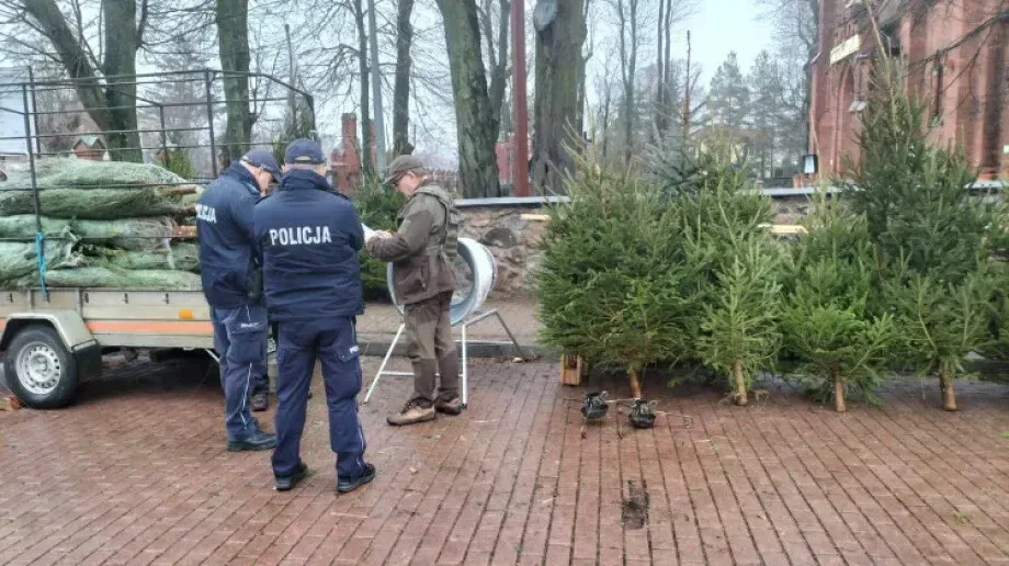 Ostrowscy policjanci i Straż Leśna dbają o legalność świątecznych drzewek