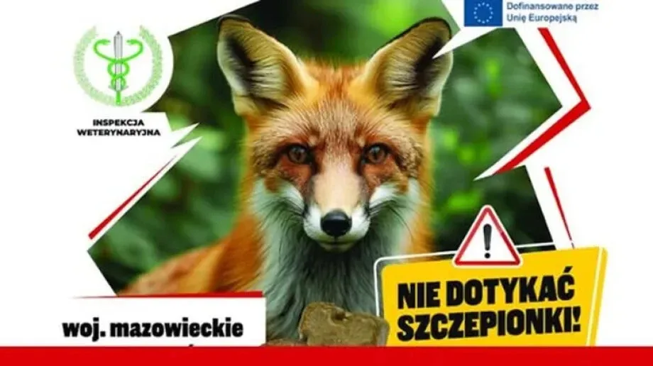 Wiosenna akcja szczepień ochronnych lisów na Mazowszu