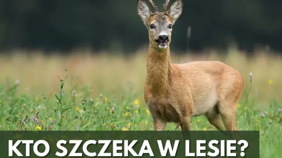 Kto szczeka w lesie? - Leśna opera saren