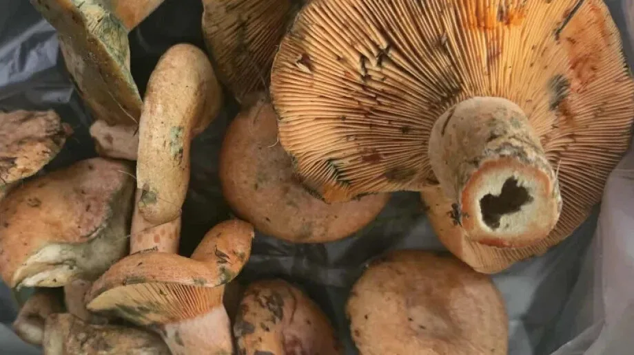Grzybowy urodzaj w regionie. Rydze królują na stołach i w koszykach