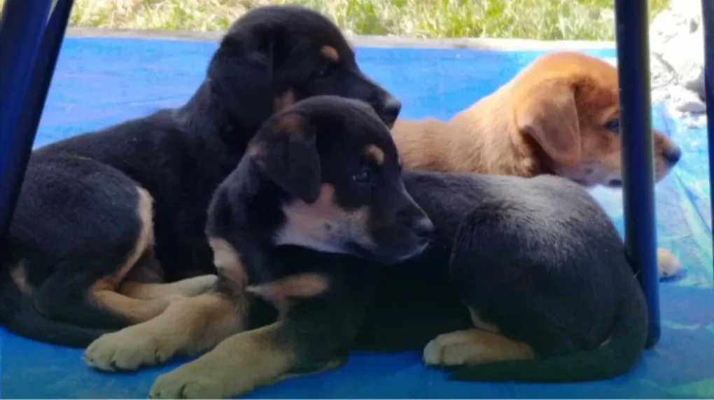 Chcesz adoptować pieska? Urząd Miejski w Małkini Górnej szuka domów dla szczeniąt