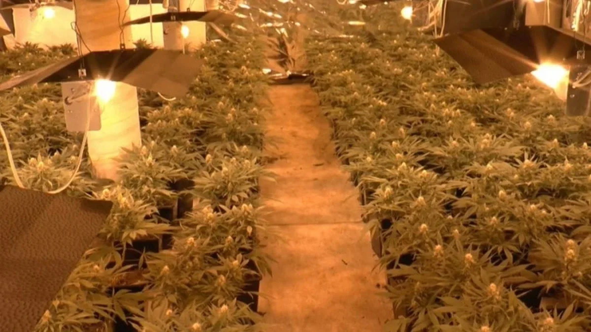 Plantacja marihuany w Ostrowi Mazowieckiej zlikwidowana przez CBŚP (zdjęcia, wideo)