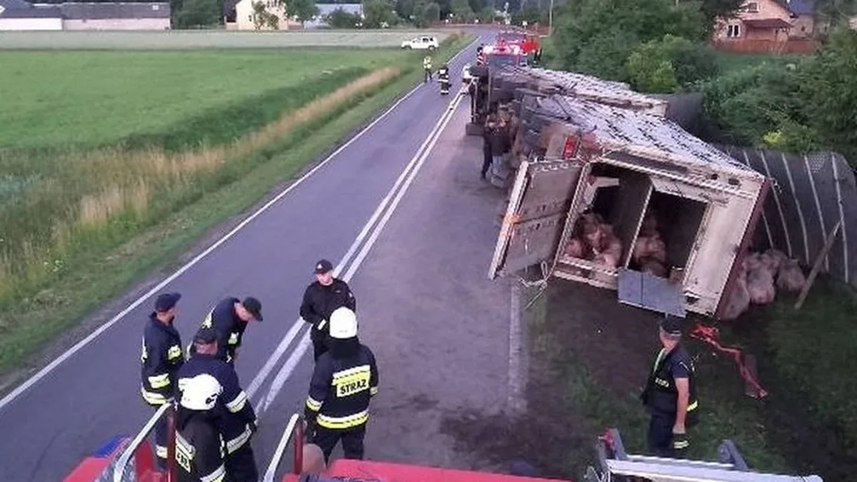 Ciężarówka ze zwierzętami w rowie. Dwie osoby trafiły do szpitala (zdjęcia)