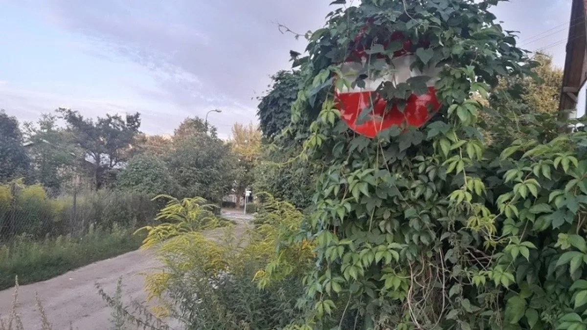 Skrzynka skarg: znak zakazu zasłonięty przez winorośl (zdjęcia)
