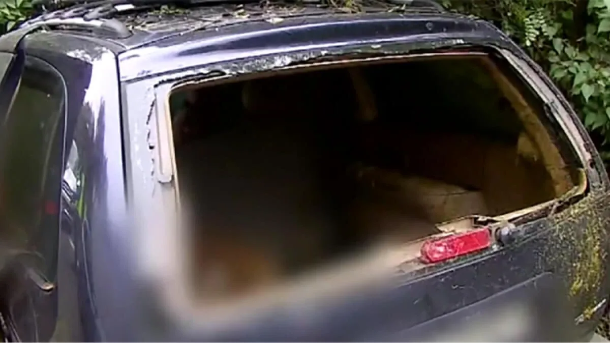 Kierowca zginął po zderzeniu z danielem. Zwierzę wskoczyło do samochodu przez przednią szybę (wideo)