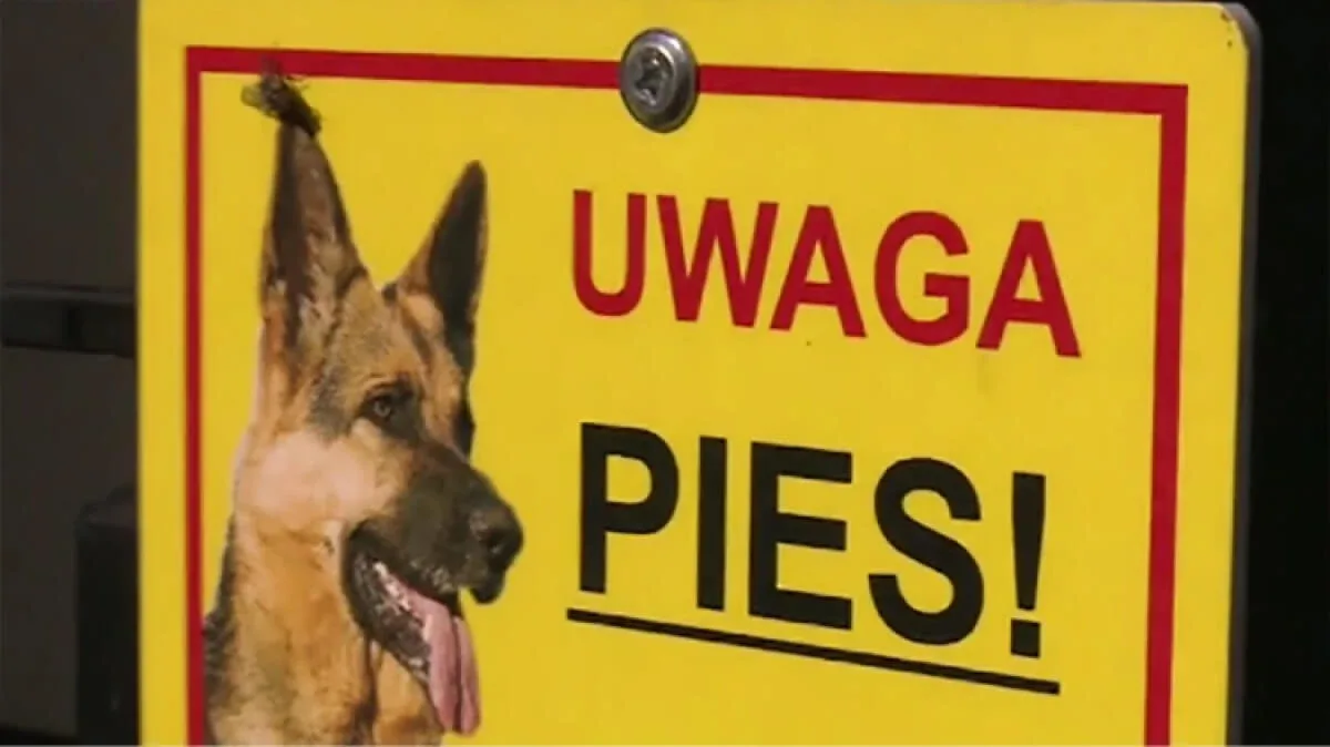 Pies zaatakował i pogryzł siedmioletnie dziecko. Chłopiec trafił do szpitala (wideo)