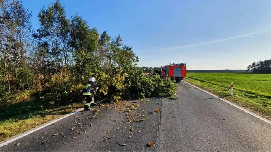 Powalone drzewo ograniczało przejazd na drodze wojewódzkiej nr 667