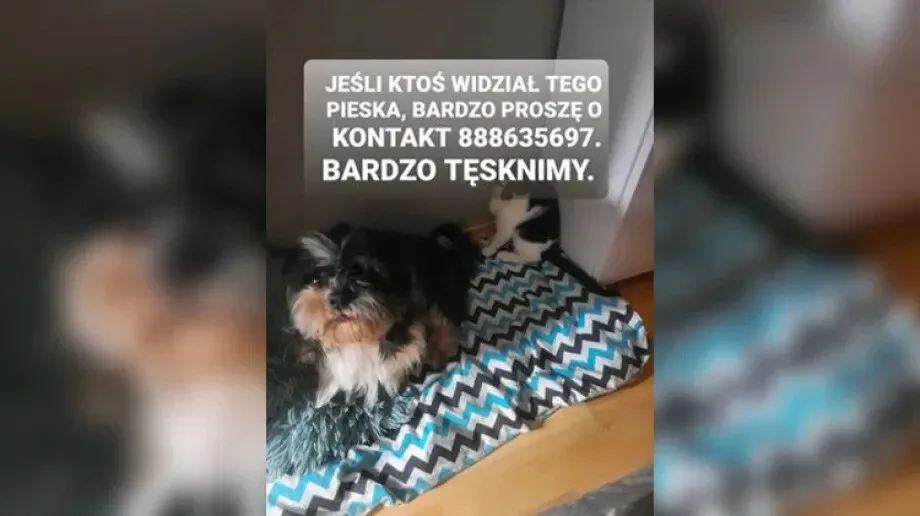 Zaginął pies, czytelniczka prosi o pomoc w odnalezieniu czworonoga