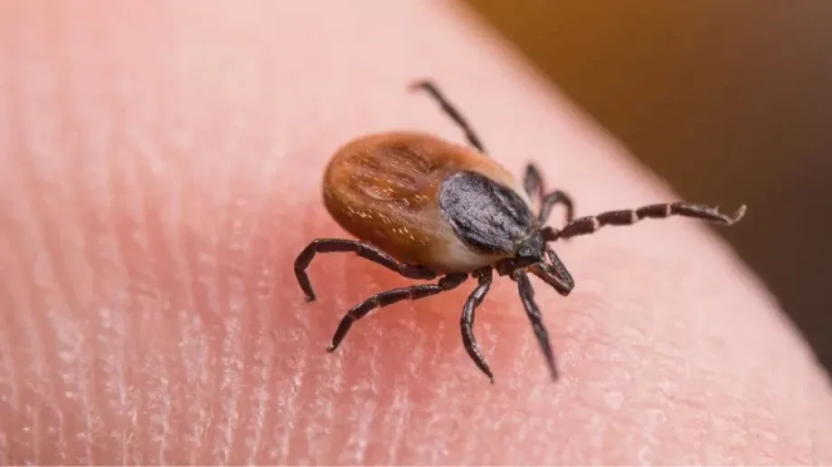 Ogromy wzrost zachorowań na boreliozę w powiecie ostrowskim. Jak jej uniknąć?