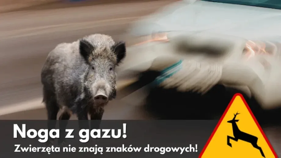 Złota, ale niebezpieczna jesień: uważaj na 'miłosny szał' na drodze!