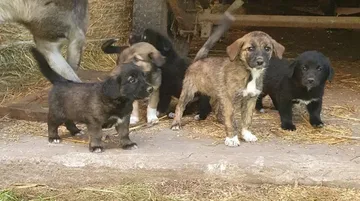 Szczenięta i ich matka poszukują domu