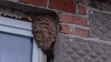Strażacy interweniowali przy gnieździe szerszeni