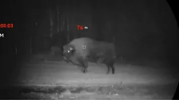 Niezwykły gość w gminie Stary Lubotyń. Żubr uchwycony na nagraniu! (wideo)