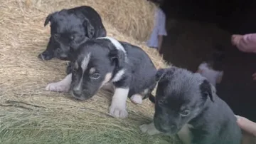 Sześć szczeniaków czeka na adopcję. Potrzebują dobrych domów