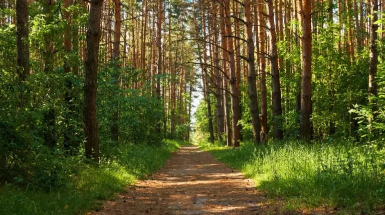 Planowane jest wykonanie zabiegu ratowniczego w drzewostanach Lasów Państwowych
