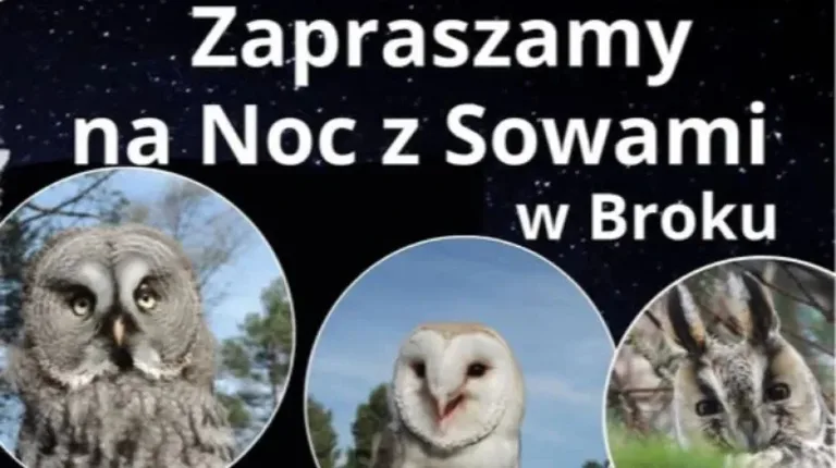 'Noc z sowami' w Broku. Fascynująca podróż do świata nocnych drapieżników już wkrótce